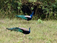 IMG_7220 2.jpeg