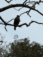 IMG_7267.jpeg