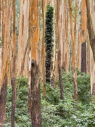 IMG_7285.jpeg