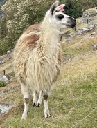 IMG_6005.jpeg
