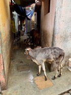 IMG_7792.jpeg