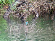 IMG_7616.jpeg