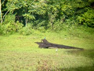 IMG_7655.jpeg