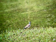 IMG_7660.jpeg