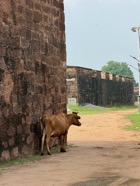 IMG_7843.jpeg